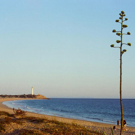 CANDIDO 200 Película Negativa en Color 35mm ISO 200 36 Exposiciones