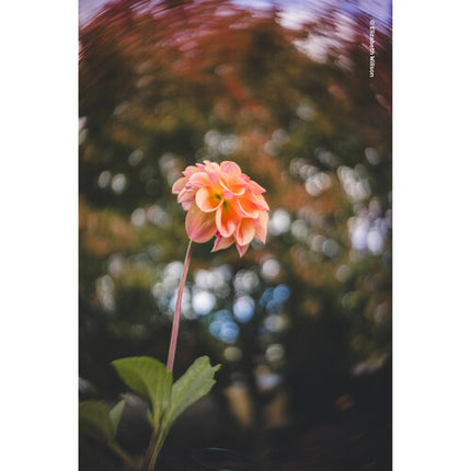 Lensbaby Twist 28 Pancake Objetivo Gran Angular 28mm F3.5 para Nikon Z
