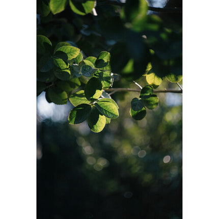 Light Lens Lab 50mm f/1.9 Rigid-ZS6 Lente para Leica M Chrome Low Contrast con Funda de Cuero