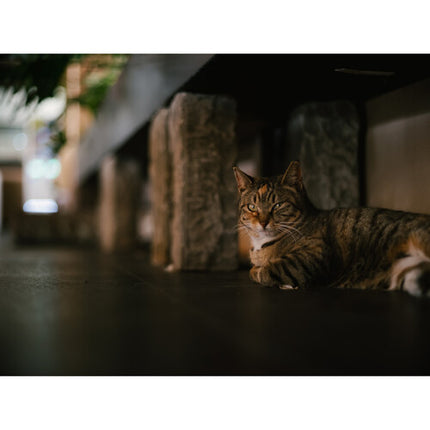 Light Lens Lab 75mm f/2 SP II Objetivo Manual Full Frame Leica M Chrome